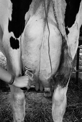 Algometer Precision for Quantifying Mechanical Nociceptive Threshold When Applied to the Udder of Lactating Dairy Cows